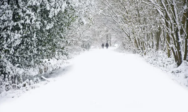 Hermosa escena de nieve bosque invierno — Foto de Stock