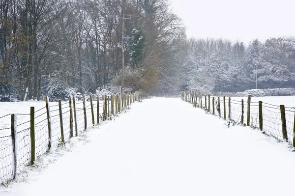 Krásné zimní Les sníh scéna — Stock fotografie
