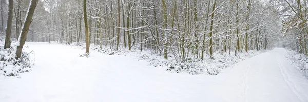 Bonito inverno floresta neve cena — Fotografia de Stock