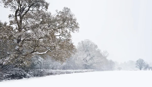 Красива снігова сцена зимового лісу — стокове фото