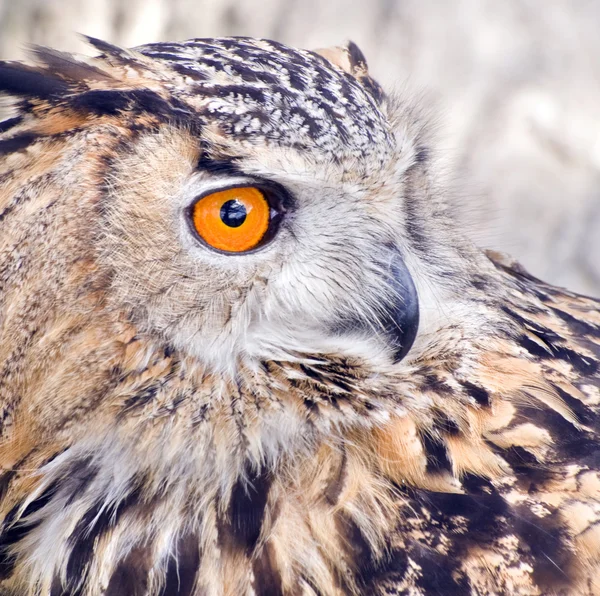 Eagle Owl bubo bubo — Stock fotografie