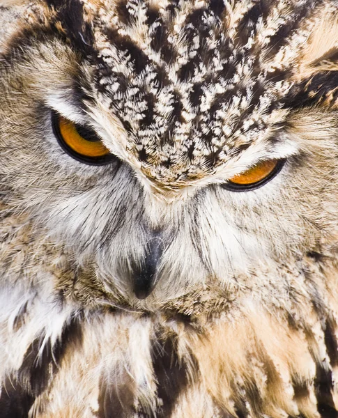 Eagle Owl bubo bubo — Stock fotografie