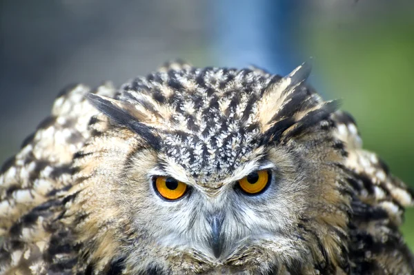 Eagle Owl bubo bubo — Stock Photo, Image