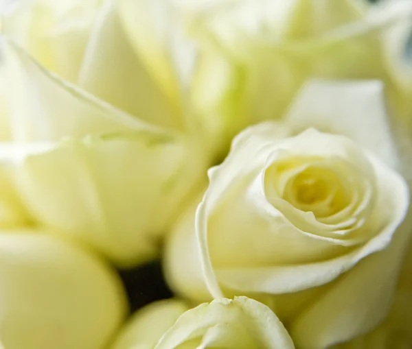 Beautiful soft close up of white wedding rose — Stockfoto