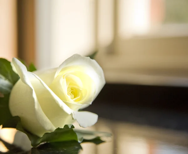 宏关闭的白色婚礼钮玫瑰 — 图库照片