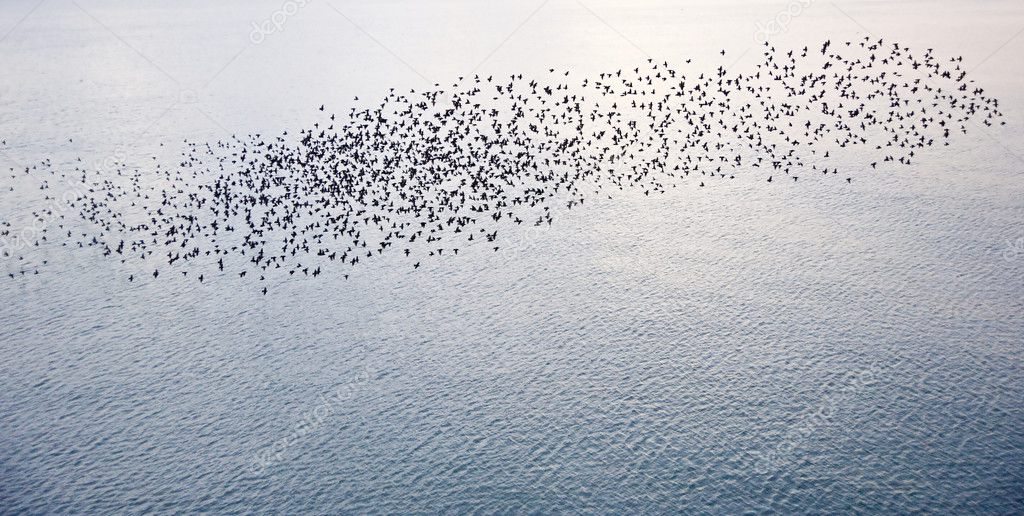 Natural migration of European starlings in murmuration formation