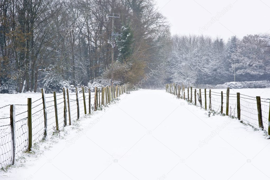 Beautiful winter forest snow scene