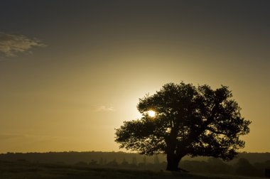 Ancient English Oak silhouette at sunrise clipart