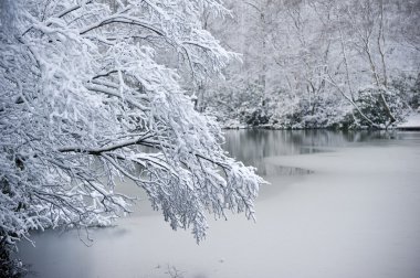 Branch over frozen lake in Winter snow clipart