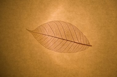 Skeleton leaf macro detail close up on grunge paper background clipart