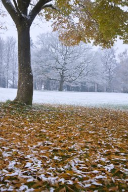 Beautiful image of Autumn Fall color tree in snow clipart
