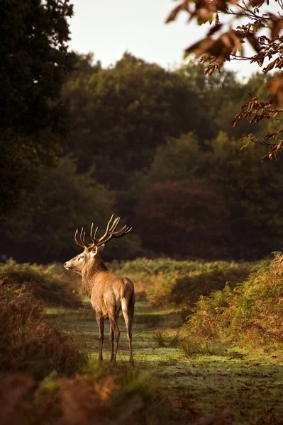 Величественный красный олень в течение сезона октябрьской осени — стоковое фото