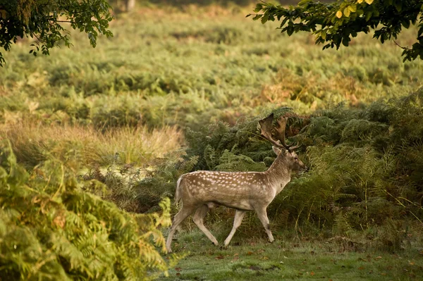 Majestuoso ciervo rojo durante la temporada de rutina Octubre Otoño Otoño —  Fotos de Stock