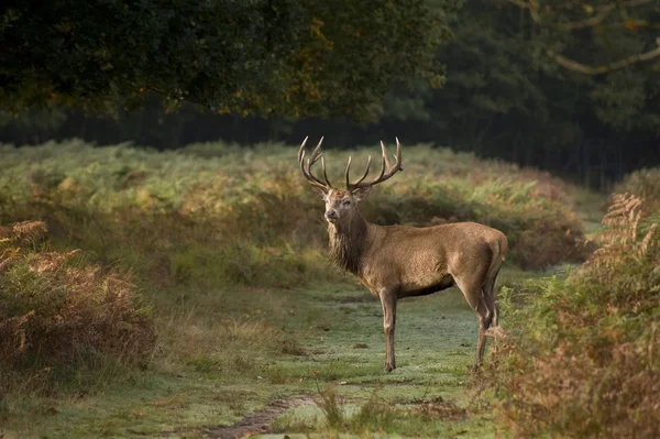 Majestatyczne jelenie koleiny w sezonie jesień października wchodzą — Zdjęcie stockowe