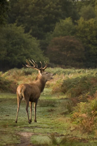 Majestueuze rode herten tijdens sleur seizoen oktober herfst vallen — Stockfoto