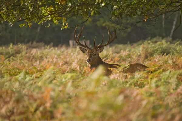 Majestuoso ciervo rojo durante la temporada de rutina Octubre Otoño Otoño — Foto de Stock