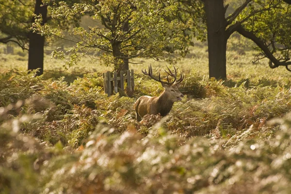 Görkemli Kızıl geyik rut mevsiminde Ekim sonbahar sonbahar — Stok fotoğraf