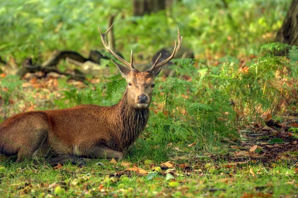 Majestuoso ciervo rojo durante la temporada de rutina Octubre Otoño Otoño — Foto de Stock