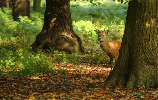 Majestic red deer during rut season October Autumn Fall — Stock Photo, Image