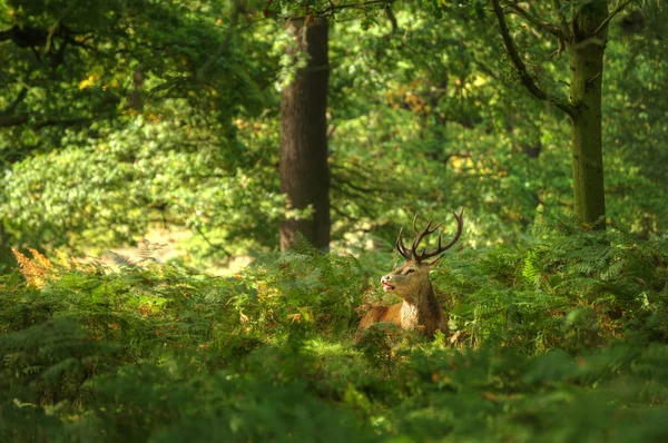 Majestuoso ciervo rojo durante la temporada de rutina Octubre Otoño Otoño —  Fotos de Stock