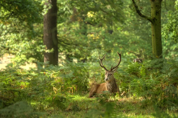 Majestatyczne jelenie koleiny w sezonie jesień października wchodzą — Zdjęcie stockowe