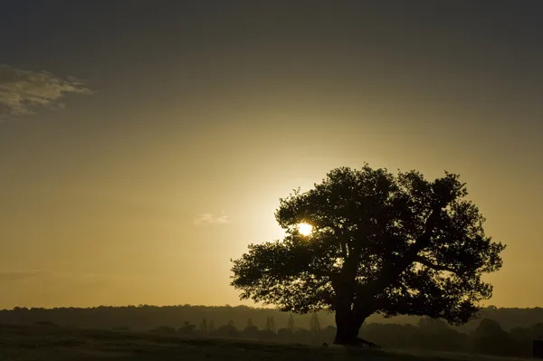 Alte englische Eiche Silhouette bei Sonnenaufgang — Stockfoto