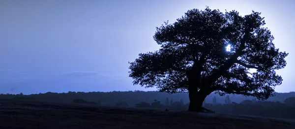 Antica silhouette di quercia inglese all'alba con tono blu per col — Foto Stock
