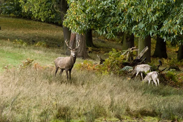 Majestátní jeleni během říje sezóny října podzim podzim — Stockfoto