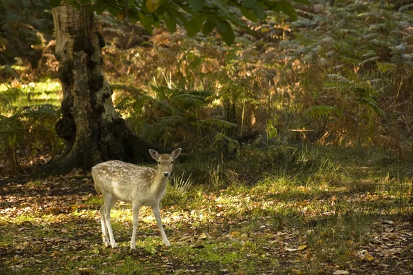 Majestueuze rode herten tijdens sleur seizoen oktober herfst vallen — Stockfoto