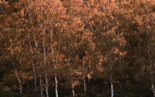 Cena Outono Outono bonito de árvores com folhas douradas e whit — Fotografia de Stock