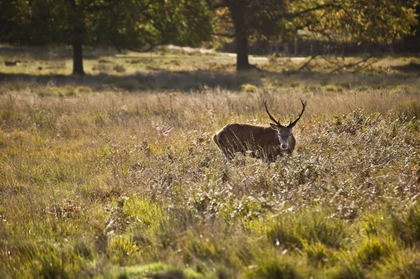 雄伟壮观的红鹿十月金秋季节车辙秋天 — 图库照片
