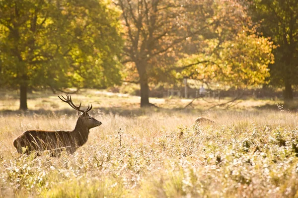 Cervos vermelhos majestosos durante a temporada de rotina Outono Outono Outono Outono — Fotografia de Stock