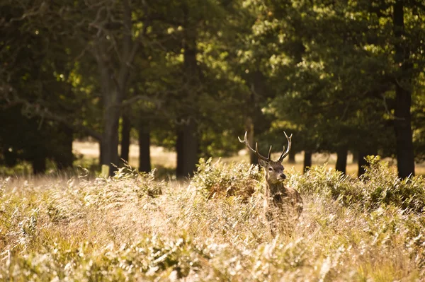 Cervos vermelhos majestosos durante a temporada de rotina Outono Outono Outono Outono — Fotografia de Stock
