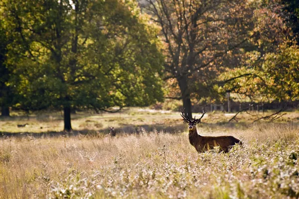 Величественный красный олень в течение сезона октябрьской осени — стоковое фото