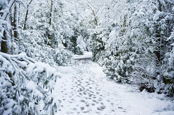 Winterpfad durch schneebedeckten Wald — Stockfoto