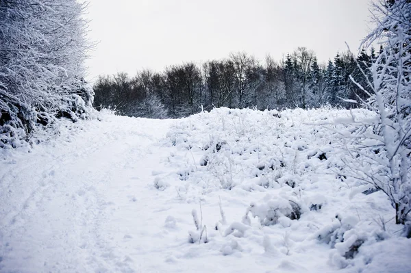 Зимний снежный пейзаж в лесу — стоковое фото