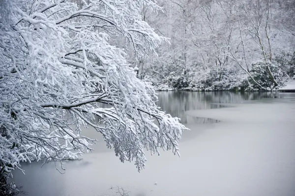 Ветка над замерзшим озером в зимний снег — стоковое фото