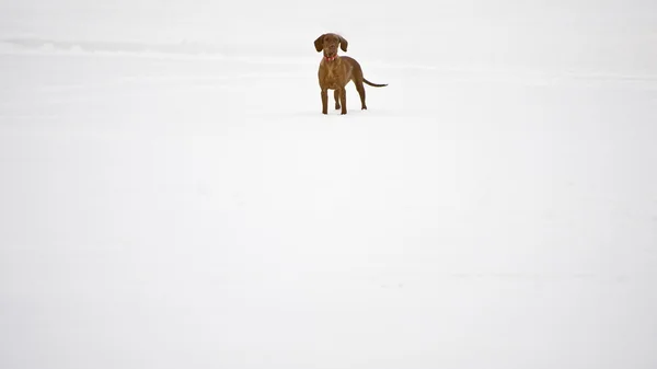 Hond in de winter sneeuw — Stockfoto