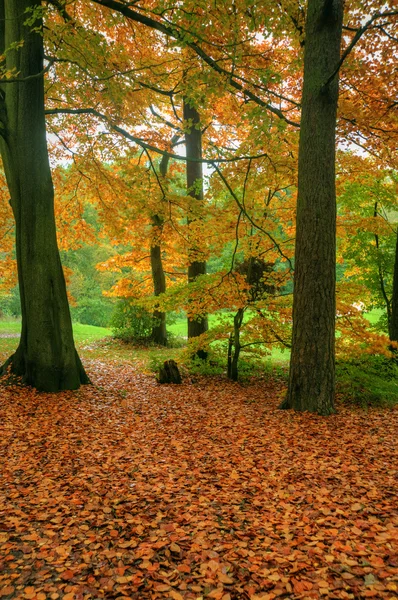 Осенняя сцена в лесу — стоковое фото