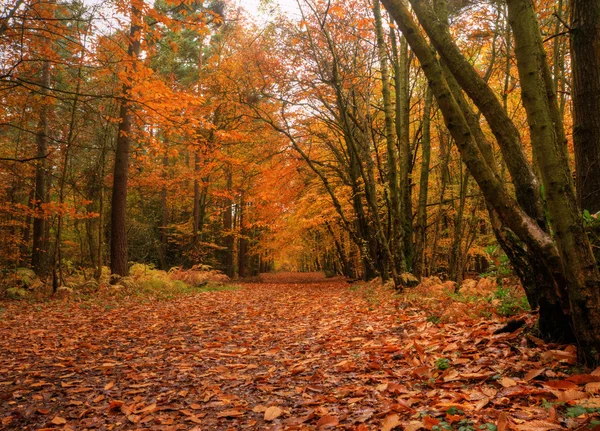 Piękna jesień las sceny — Zdjęcie stockowe