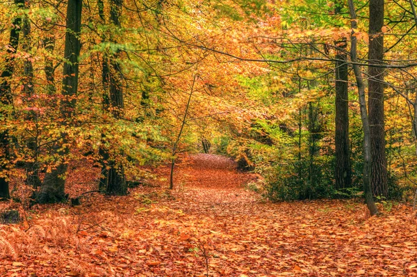 Осенняя сцена в лесу — стоковое фото