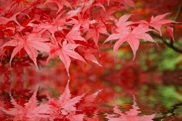 Belle Automne Scène de forêt d'automne — Photo