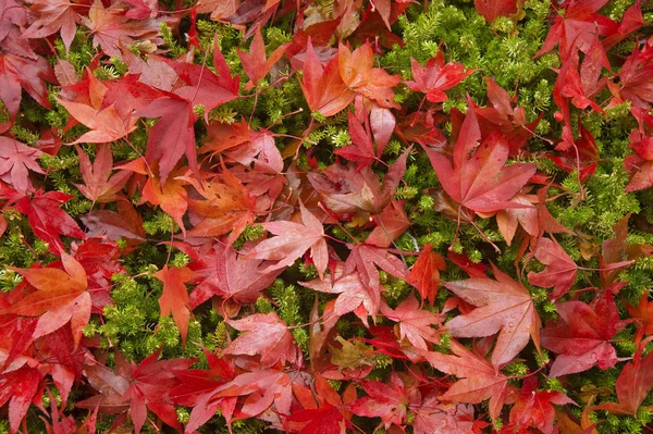 Hermosa escena de otoño bosque de otoño — Foto de Stock