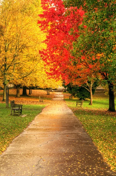 Schöner Herbst Herbst Wald Szene — Stockfoto