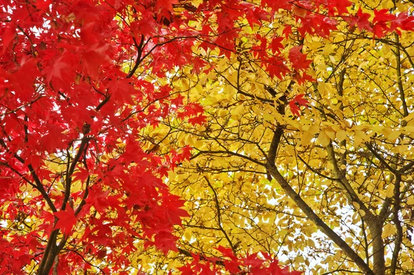 Cena de floresta Outono Outono bonito — Fotografia de Stock