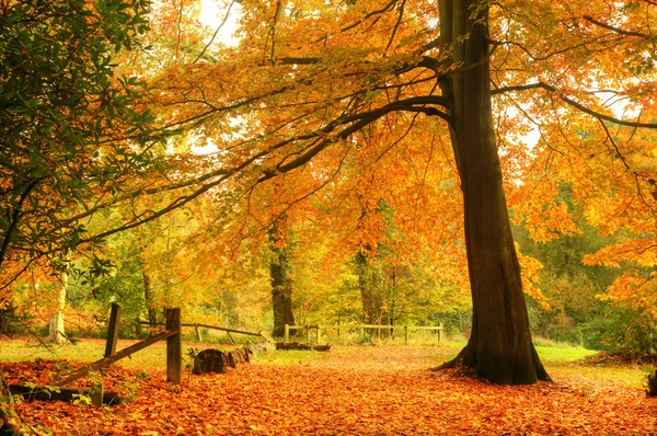 美丽的秋天秋季森林的场景 — 图库照片