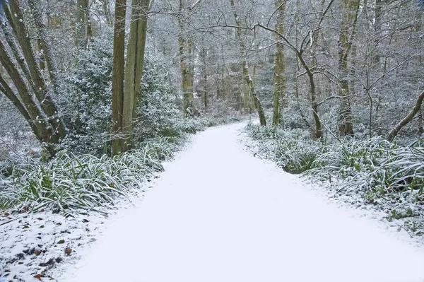 Schöner Weg durch Wald mit Schnee auf dem Boden — Stockfoto