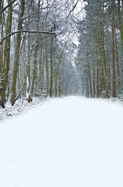 Vackra vägen genom skogen med snö på marken — Stockfoto