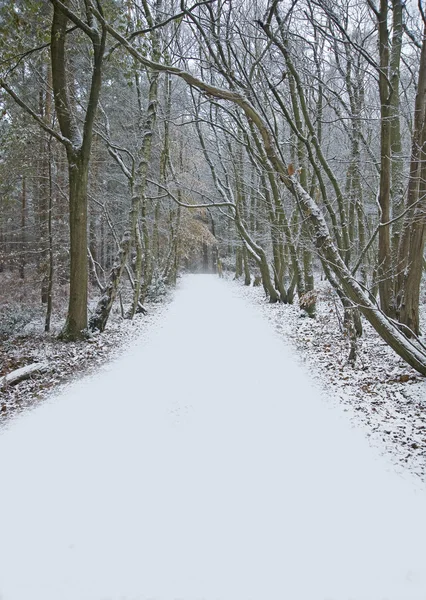 Caminho bonito através da floresta com neve no chão — Fotografia de Stock