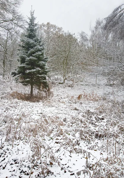 Árvore de Natal solitário areias contra neve coberto chão da floresta — Fotografia de Stock